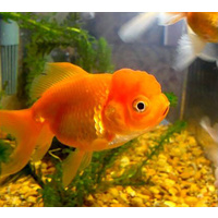 Oranda Goldfish (Large/XL)