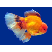 Fancy Oranda Goldfish Assorted