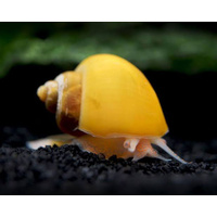 Freshwater Mystery Snail