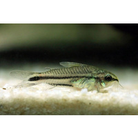 Pygmaeus Corydoras