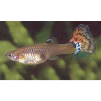 Female Guppy (Assorted) Import