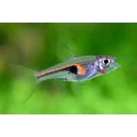 Hengeli Rasbora Red
