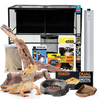 'Gold' Bearded Dragon Setup