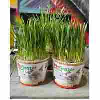 Pet Grazer Pet Grass With Compostable Pot