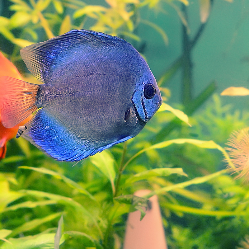 Pets At Home Cold Water Fish Anna Blog