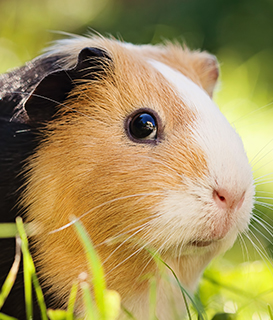 The Basics of Guinea Pigs