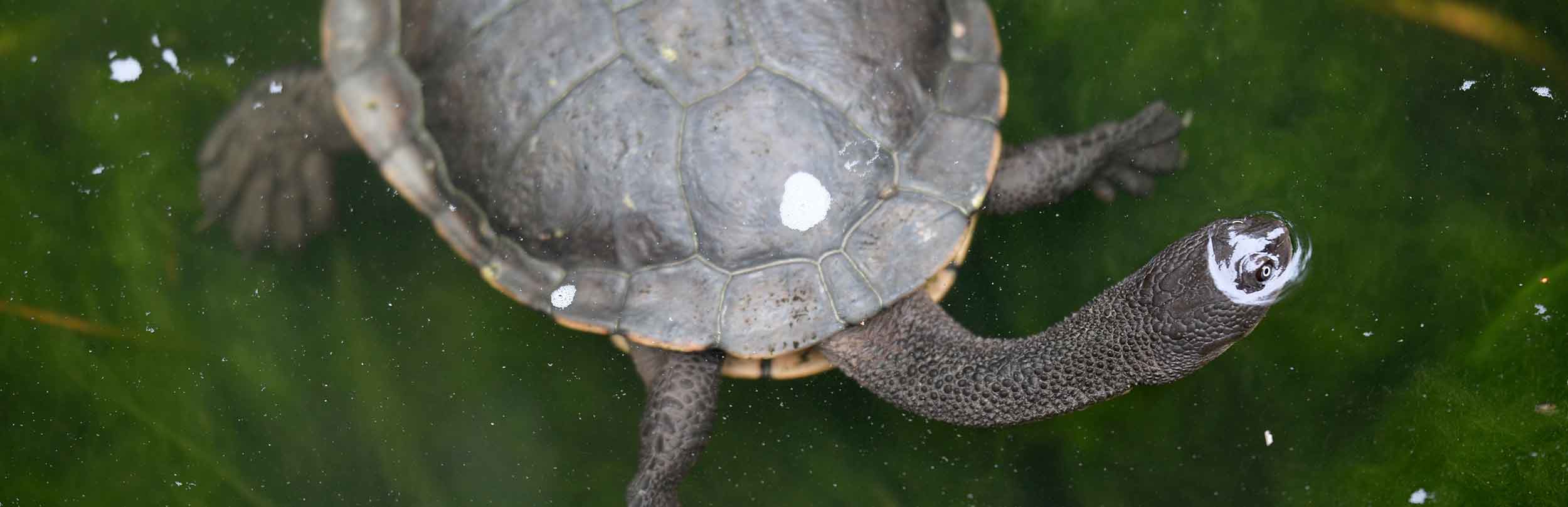 Keeping A Pet Turtle: A Complete Guide To Raising Turtles In Australia
