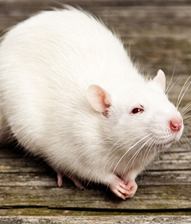 Keeping Pet Rats