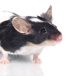 Having Pet Mice